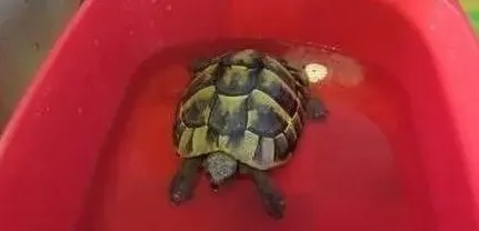 节后返家几万乌龟竟被煮，男子苦恼回应这闹心事儿