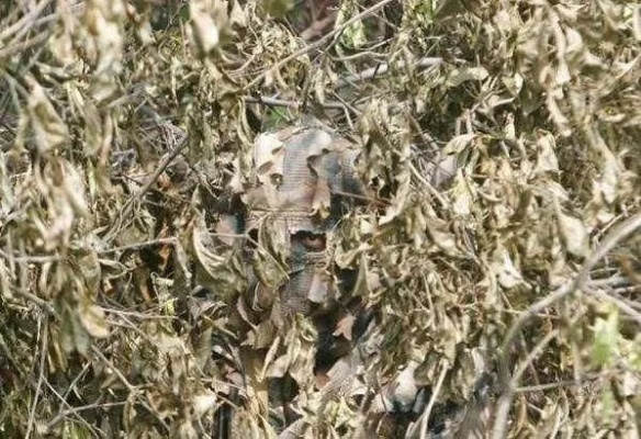 一、刷榜江湖的三种伪装术