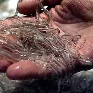 全新公开!体验第一人称心理恐怖游戏坏死症: 完整意识的惊悚魅力 全新公开!体验第一人称心理恐怖游戏坏死症: 完整意识的惊悚魅力