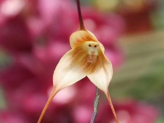 2025年灵猴花图片真假辨别，猴面兰罕见实拍与生态摄影全攻略