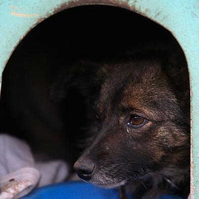 巴西男子遭两条狗疯狂撕咬，关键时刻手机爆炸竟意外救他一命