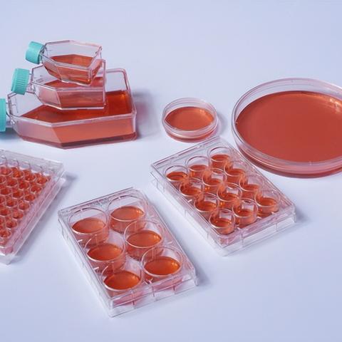 模拟人生2大学生活下载2025绝版资源，亲测Win11兼容完整安装避坑指南