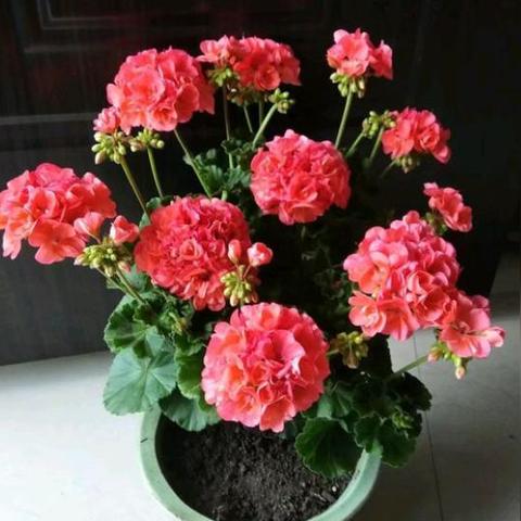 爆莉萌天使技能加点终极指南，2025灵魂填充机制与全流派最优配置揭秘