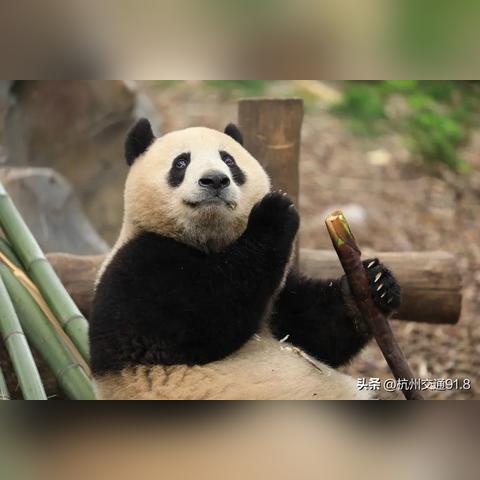 杭州大熊猫半半香果相继离世，官方公告闭馆整改引关注