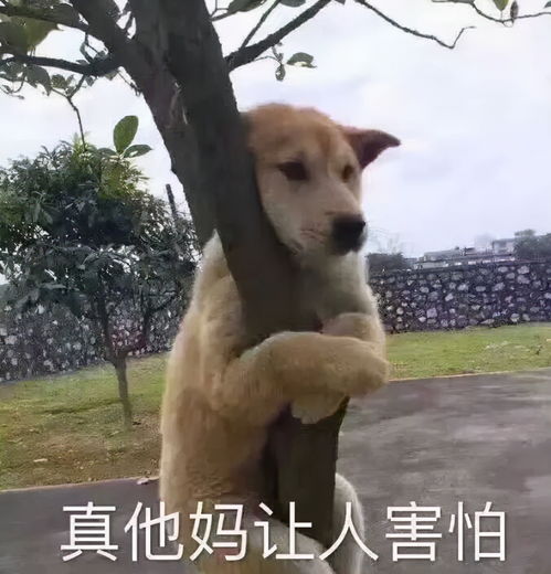 三千多年前3只撞脸表情包小狗现身，网友直呼，抽象穿越时空再现