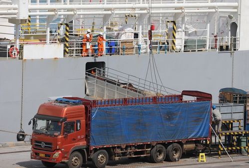 日本一头牛运输途中逃走跳海畅游：被捞起送还商家