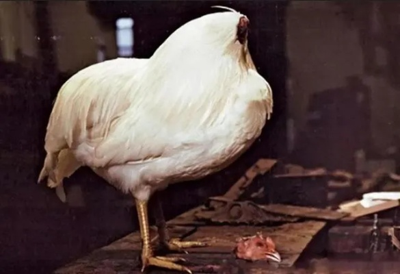 无风计划揭秘，9英尺高公鸡竟成故事主角，背后真相等你探寻