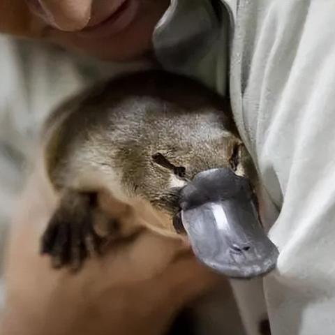 男性Y染色体消失关联多种疾病，未来男性真的会走向灭绝吗？