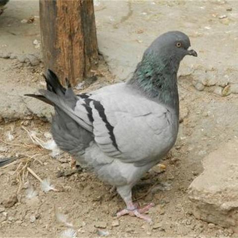 恐怖肉鸽《恐怖的世界》官宣1.2巨型更新：游戏规模扩充20% 新增天气系统等海量内容