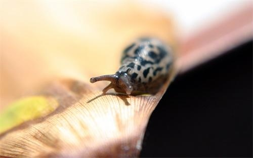 武林外传升级经验全类型拆解，2026新区3天冲榜实战攻略与平民速升秘籍