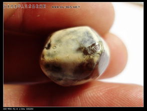 2026绝版古代寄居蟹化石鉴定全攻略，从方舟游戏到百万收藏的实战门道揭秘