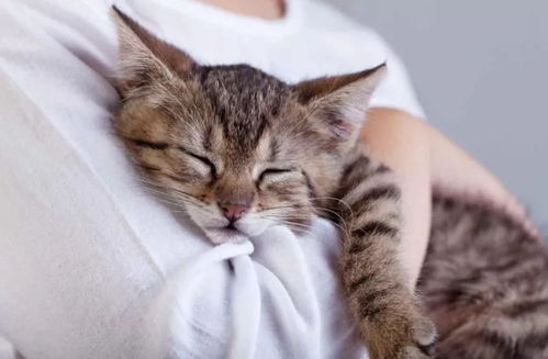 90后吃素女生亲制纯素猫粮，吧友惊叹，虐猫党都想不出这招