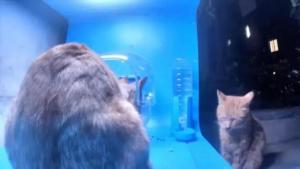 90后吃素女生自制纯素猫粮 吧友:虐猫党都想不出这出 90后吃素女生自制纯素猫粮 吧友:虐猫党都想不出这出