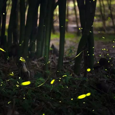 诺亚农场隐藏机制曝光，3倍效率提升秘籍