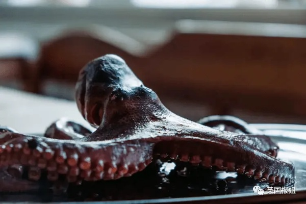 车主崩溃!八爪鱼钻进车内失踪3天,找到时气味熏得师傅差点呕吐 车主崩溃!八爪鱼钻进车内失踪3天,找到时气味熏得师傅差点呕吐