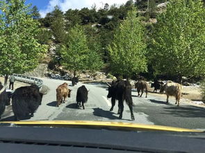 一路向西电影下载哪里有？这几个地方能找到！