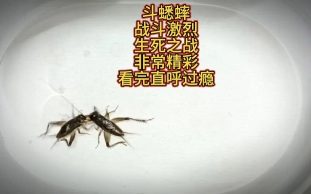 2026年虫王争霸赛在即，斗蟋蟀新手到高手的实战进阶全攻略