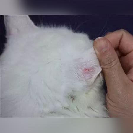 花800买猫染猫藓全身长癣，治疗费用已逼近千元太闹心！