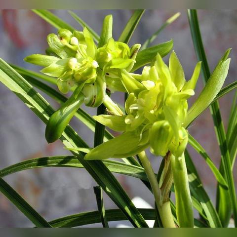 飘逸传世私服怎么选？2026年1月数据揭示人气服三大特征