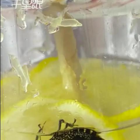 女生蜜雪冰城喝出虫子反被诬告，食品安全举证责任倒置的5个实战技巧