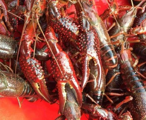 60岁大爷大妈加入养龙虾热潮,官方警示,易引发网络攻击与信息泄露 60岁大爷大妈加入养龙虾热潮,官方警示,易引发网络攻击与信息泄露