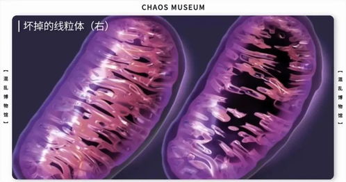 Koro类型深度拆解，2026文化心因性缩阳恐惧最新分型与实战识别指南