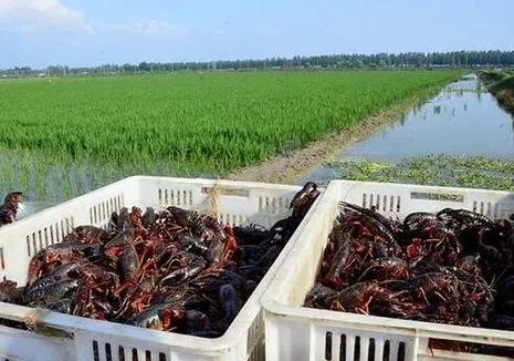 揭秘！零基础开启养龙虾之旅究竟得花多少成本？有人因OpenClaw失控重掏万元