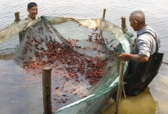 OpenClaw失控致万元重投，零基础养龙虾成本究竟几何？