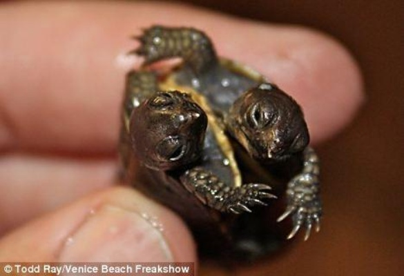 罕见双头龟争食瞬间,男子饲养趣事引网友感慨 罕见双头龟争食瞬间,男子饲养趣事引网友感慨