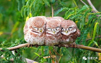 王之凝视重大更新亮点多，竟有秦始皇骑北极熊玩法！