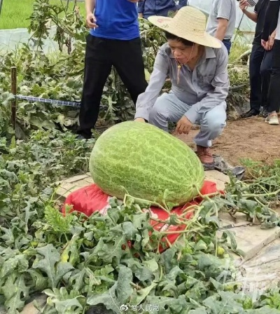 78斤西瓜破全省纪录?杭州老农揭秘巨型瓜培育7大暗门 78斤西瓜破全省纪录?杭州老农揭秘巨型瓜培育7大暗门