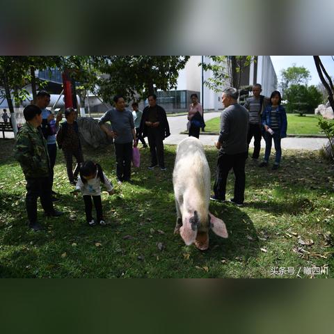 《奇迹时代4》新DLC“废墟重生”发售 售价88元