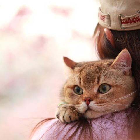 春心萌动类型大起底，从心动值到告白事件的完整攻略链