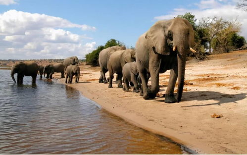 纳米比亚一女子拽受伤大象尾巴取乐，不幸遭大象踩踏致死