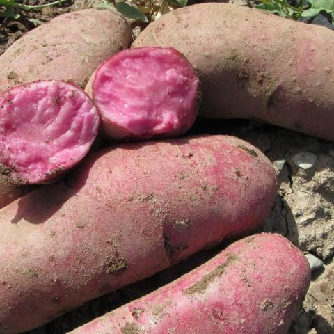 《红色沙漠》全球解锁时间表公开  可离线游玩