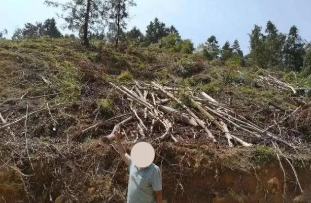 闲出问题！男子无聊锯绿化带34株树，最终落得获刑下场