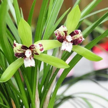 养花大亨花卉杂交黑科技，2026年最新基因图谱与7日百万金币实战