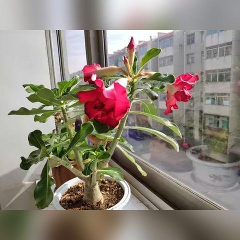 《红色沙漠》发售在即:你会冲首发吗? 《红色沙漠》发售在即:你会冲首发吗?