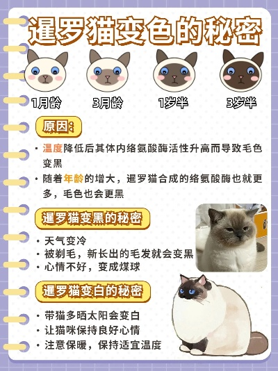2026年暹罗猫类型选购终极指南，传统/现代型差异与养护避坑全解析