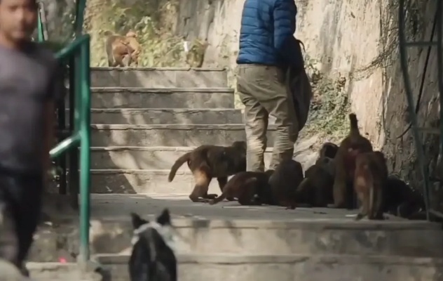 东京丛林终极生存指南,从流浪犬到顶级掠食者的隐藏机制全解析 东京丛林终极生存指南,从流浪犬到顶级掠食者的隐藏机制全解析