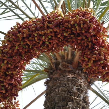 惊现!红色沙漠机制漏洞严重,极大降低游戏体验感 惊现!红色沙漠机制漏洞严重,极大降低游戏体验感