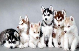 极速哈士奇是版本陷阱还是上分利器？2026春季赛高胜率出装与操作全解码