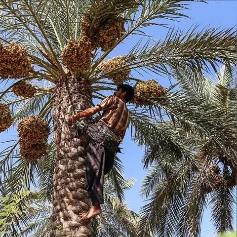 PS5版红色沙漠实机迟迟不发，玩家直呼难以理解！