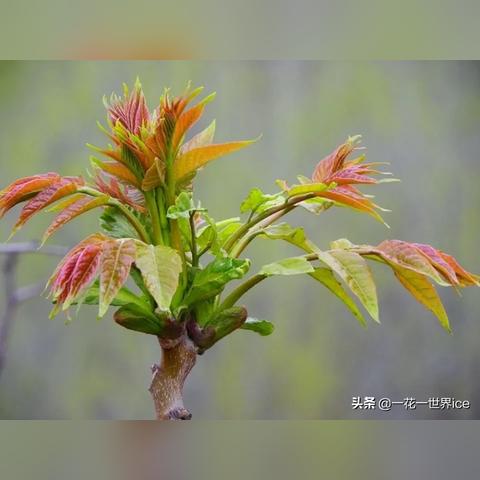 吃野菜别乱采!第一批误食漆树芽的人,脸肿到亲妈难认 吃野菜别乱采!第一批误食漆树芽的人,脸肿到亲妈难认