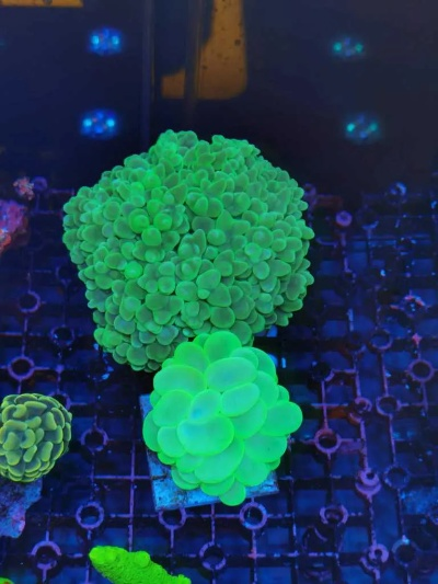 太阳珊瑚不开？2026年最新光照破解黑科技揭秘