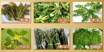 吃野菜的第一批受害者出现了：误食漆树芽脸肿得亲妈都难认