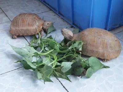 2026年最新，湖南乌龟快递东北变乌龟干？活体运输防冻实战手册