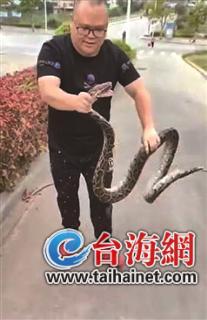 施工现场窜出三条野生大蟒 最重达五十多斤长约4米