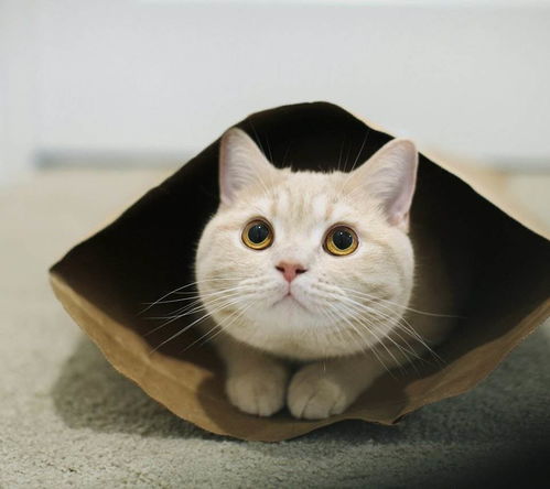 粉丝盛赞《漫威争锋》黑白猫 性感优雅不失分寸