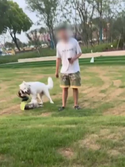 交警回应,一男子骑狗上路引围观,已对其进行批评教育 交警回应,一男子骑狗上路引围观,已对其进行批评教育